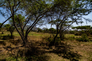 Site 18 - West