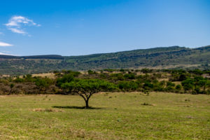 Site 19 - West