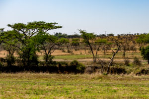 Site 2 - East