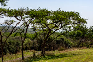 Site 2 - North