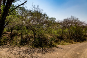 Site 29 - East