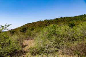 Site 36 - South