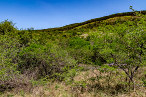 Site 36 - West