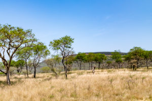 Site 43 - South