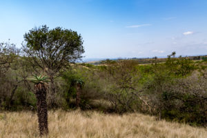 Site 45 - North